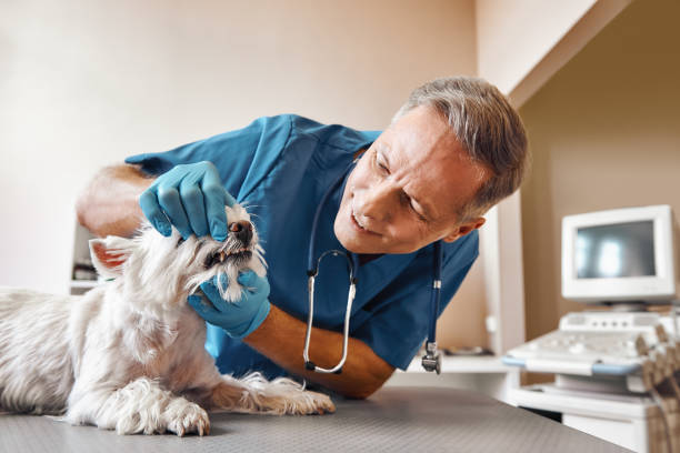 Best Emergency Treatment for Oral Infections in Sparks, NV